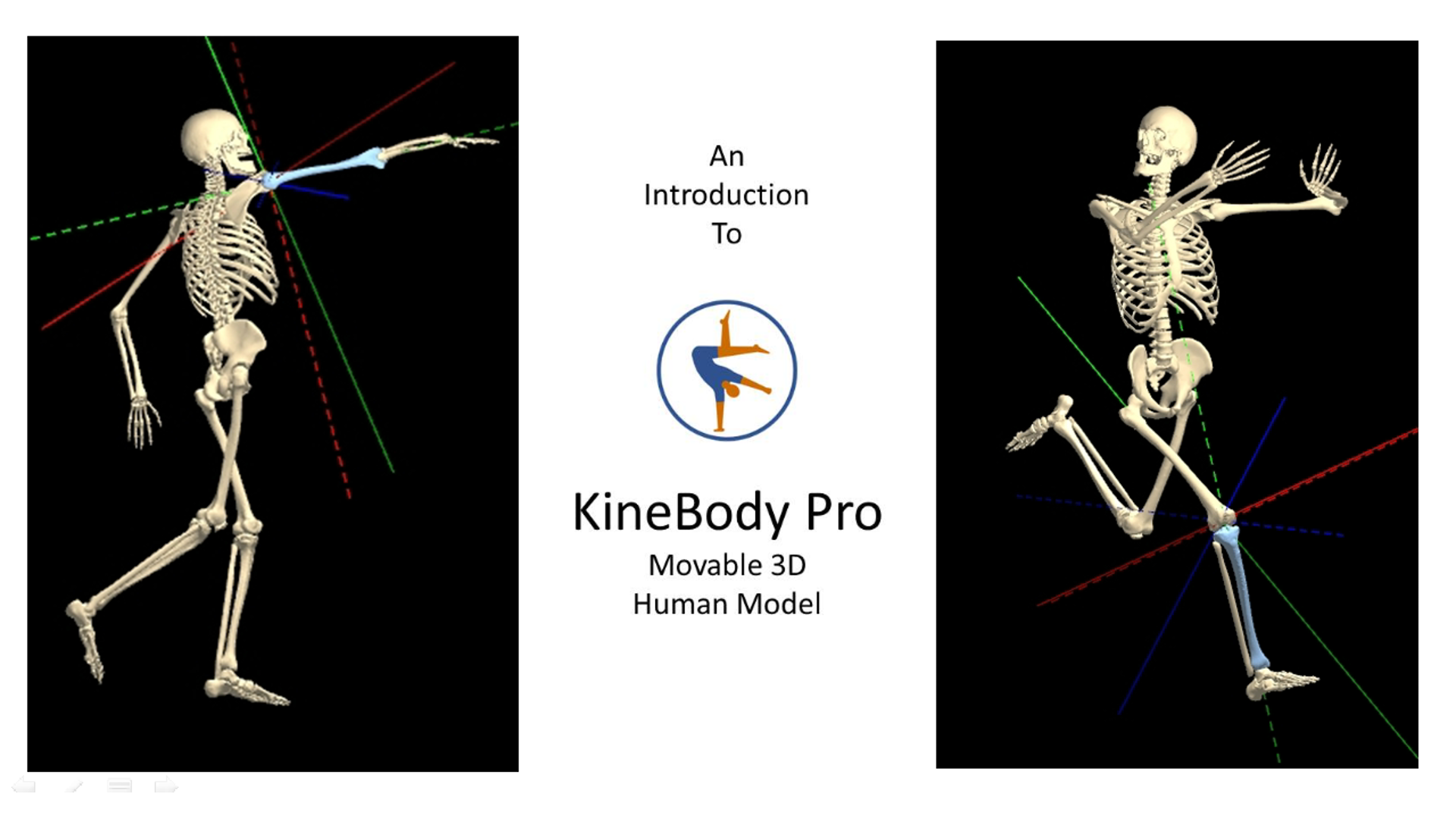 human skeleton model 3d